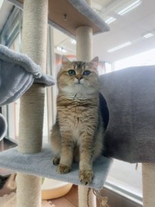 金漸層弟弟