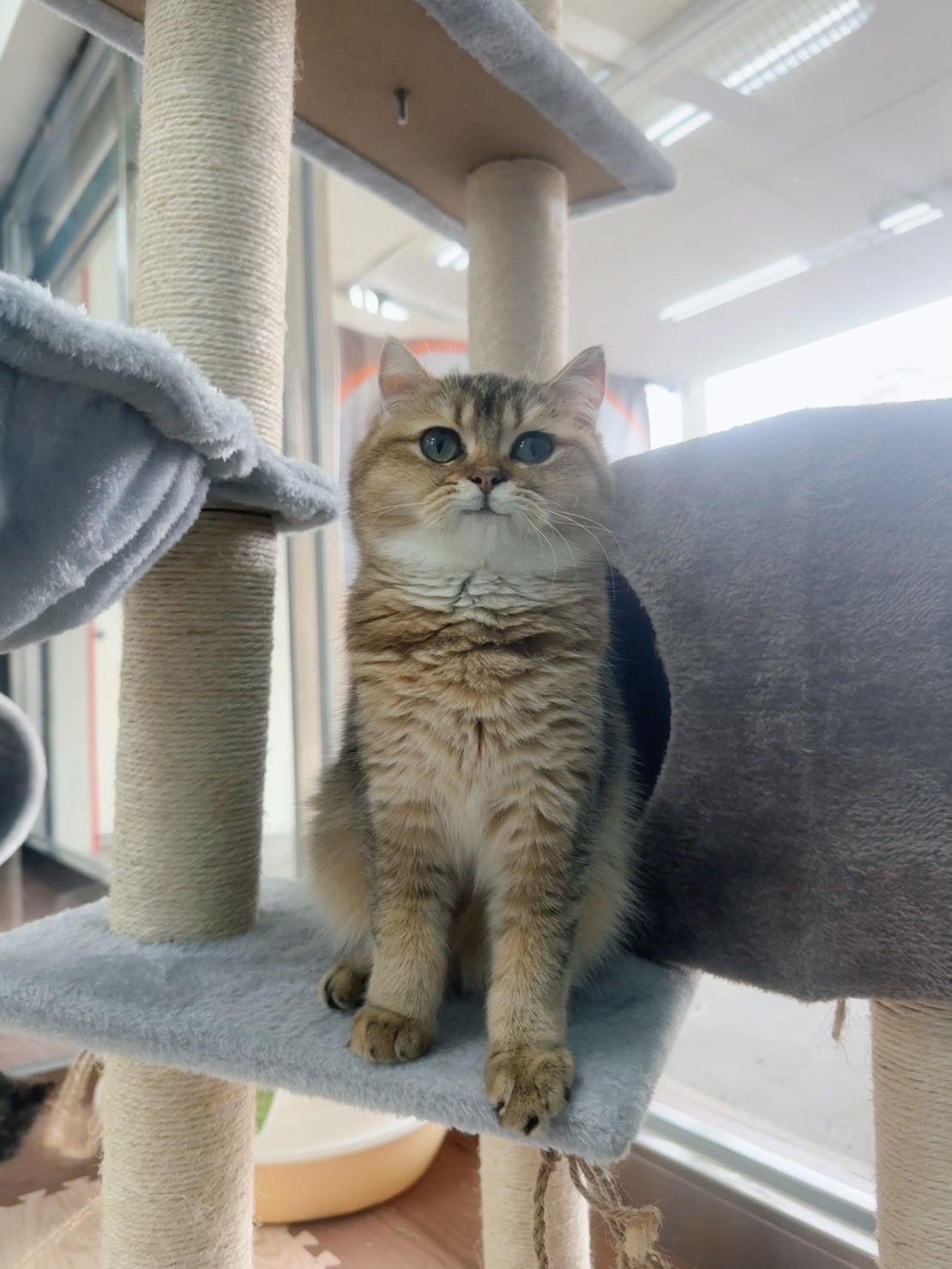 金漸層弟弟